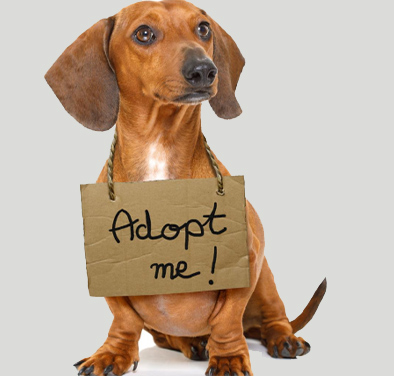 Adopt Me Pet