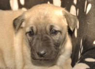 Adopt An Pet