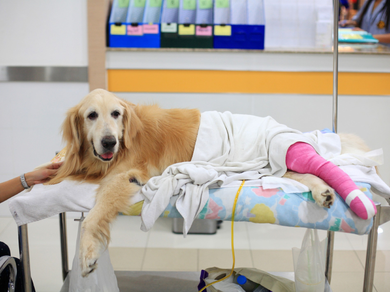 Orthopedics
