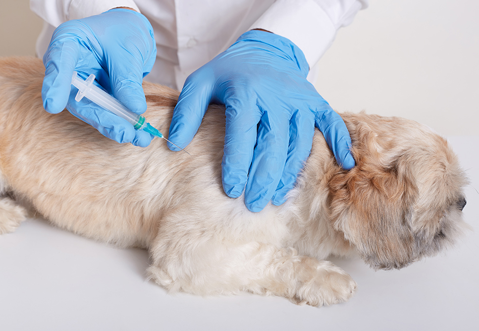 Vaccination